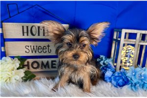 Jezebelle - Yorkshire Terrier - Yorkie for sale