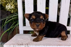 Nikki - Yorkshire Terrier - Yorkie for sale