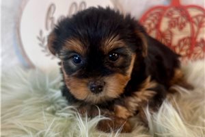 Zelda - puppy for sale