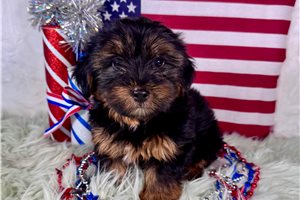 Davey - Yorkshire Terrier - Yorkie for sale