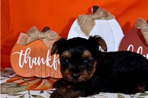 Keller - puppy for sale