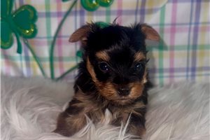 Jaxon - Yorkshire Terrier - Yorkie for sale