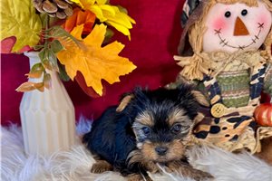 Daphne - Yorkshire Terrier - Yorkie for sale