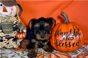 Kash - Yorkshire Terrier - Yorkie for sale