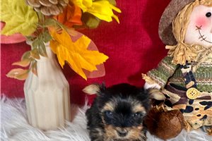 Flossy - Yorkshire Terrier - Yorkie for sale