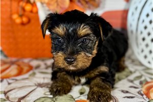 Kash - Yorkie for sale