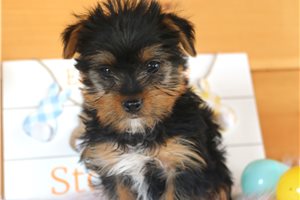 Sammy - Yorkshire Terrier - Yorkie for sale