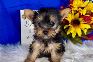 Miranda - Yorkshire Terrier - Yorkie for sale