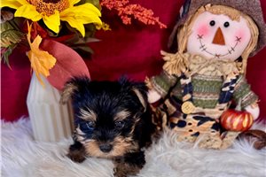 Darris - Yorkie for sale