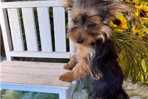 Jezebelle - Yorkshire Terrier - Yorkie for sale