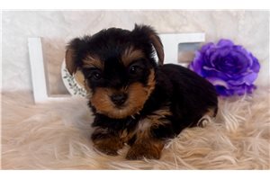 Angus - Yorkshire Terrier - Yorkie for sale