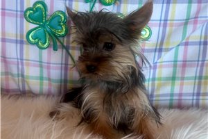 Wyatt - Yorkshire Terrier - Yorkie for sale