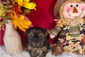 Fortuna - Yorkie for sale