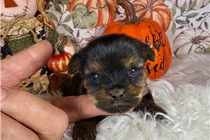Finley - Yorkshire Terrier - Yorkie for sale