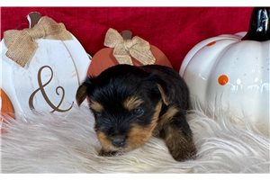 Darris - Yorkie for sale