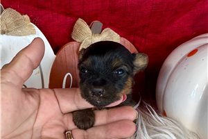 Fortuna - Yorkie for sale