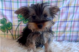 Aris - Yorkshire Terrier - Yorkie for sale