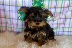 Cyrus - Yorkshire Terrier - Yorkie for sale