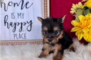 Miranda - Yorkshire Terrier - Yorkie for sale