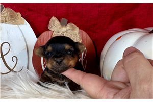 Flossy - puppy for sale