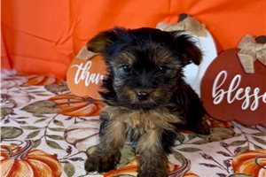 Fortuna - Yorkie for sale