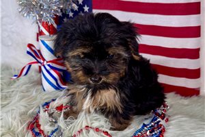 Dale - Yorkshire Terrier - Yorkie for sale
