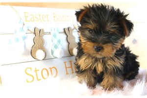 Taylor - Yorkshire Terrier - Yorkie for sale