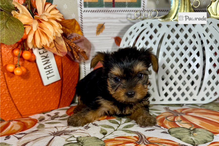Kinsley - Yorkshire Terrier for sale