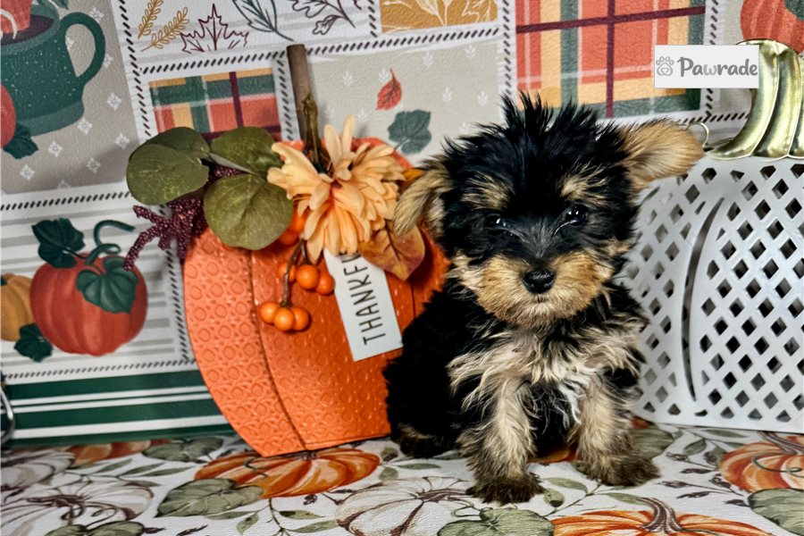 Florence - Yorkshire Terrier for sale