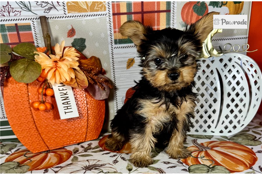 Darius, male Yorkshire Terrier puppy for sale