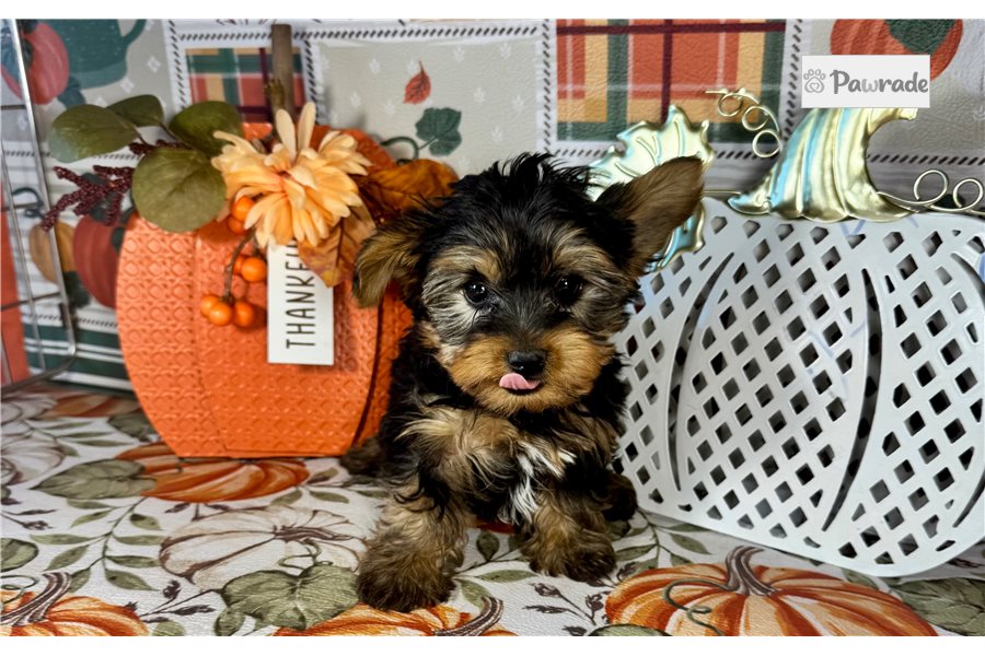 Darvin - Yorkshire Terrier for sale