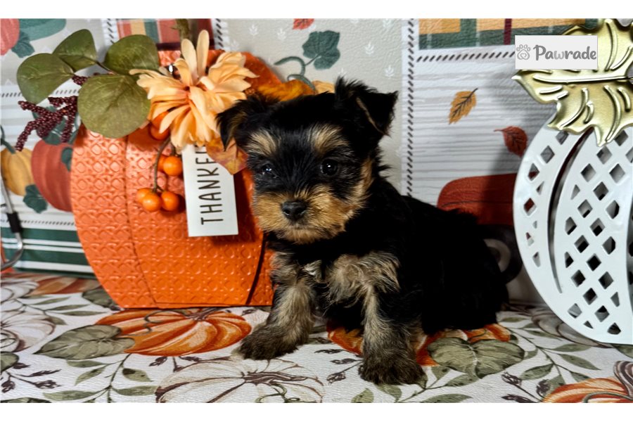 Falen - Yorkshire Terrier for sale