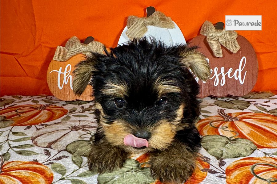 Darris - Yorkshire Terrier for sale