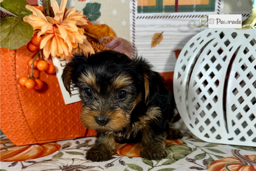 Kamryn - Yorkshire Terrier for sale