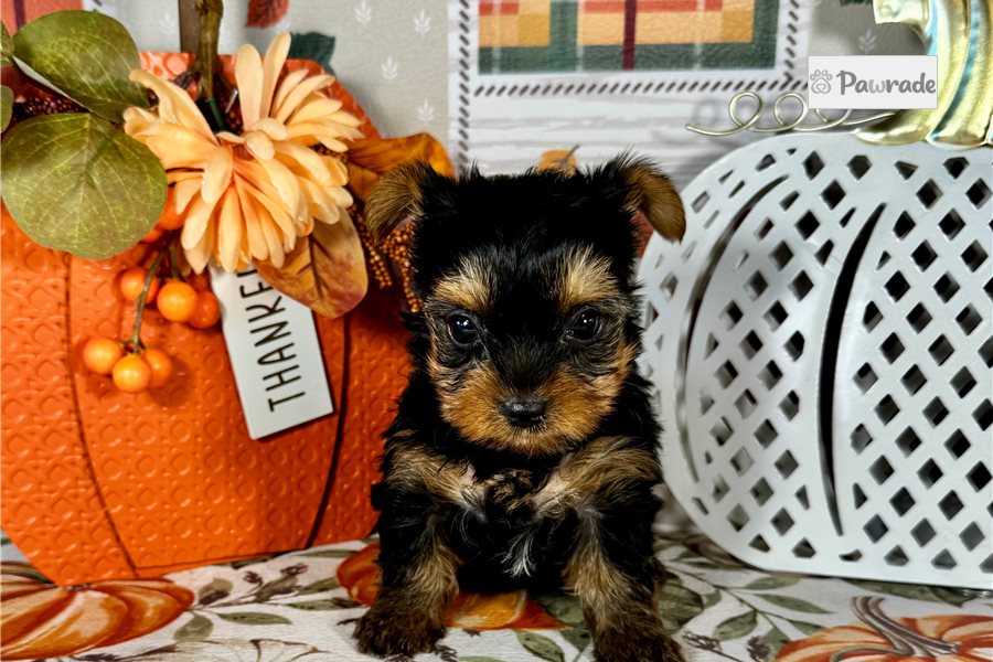 Kricket - Yorkshire Terrier for sale
