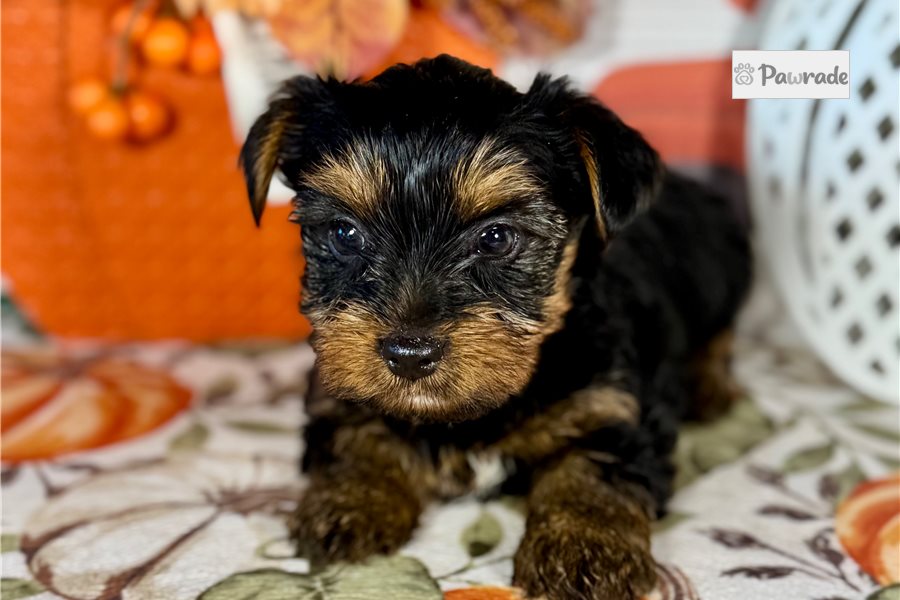 Kash - Yorkshire Terrier for sale