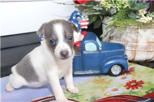 Azura - Rat Terrier for sale