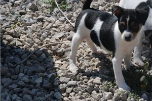 Kerry - Rat Terrier for sale