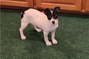 Domino - Rat Terrier for sale