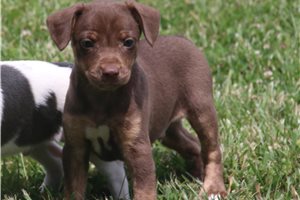 Jaxon - Rat Terrier for sale
