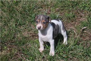 Blueberry - Rat Terrier for sale