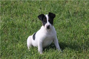 Ziggy - Rat Terrier for sale