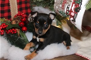 Raven - puppy for sale