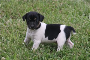 Dooley - Rat Terrier for sale