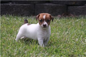 Sammy - Rat Terrier for sale