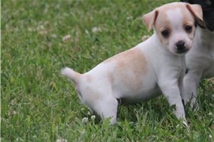 Ash - Rat Terrier for sale