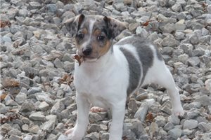 Frost - Rat Terrier for sale