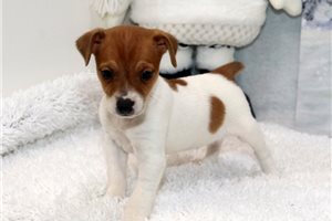 Buckie - puppy for sale
