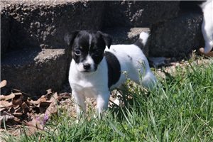 Candy - puppy for sale