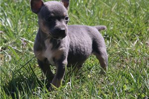 Nibbles - Rat Terrier for sale